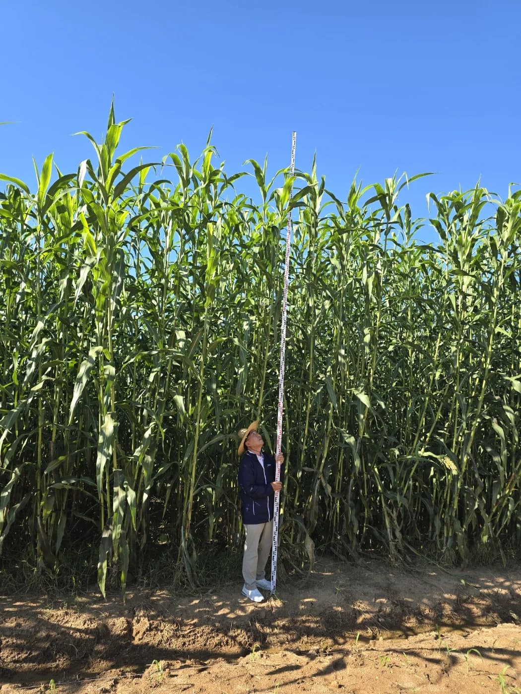 솔검 · 하수연료탄